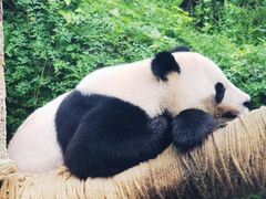 -安吉竹博园