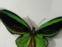 -上海昆虫博物馆