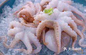 Baby Octopus
