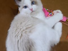 -藏猫猫咖啡主题馆(中央大道店)