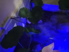 -韵秋荷(宝山龙湖天街店)