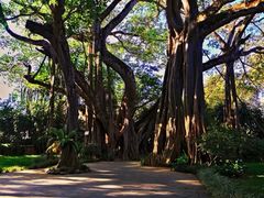 -瑞丽独树成林风景区