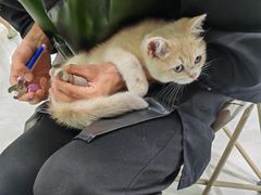 -唐小姐の猫狗洗护·购宠旗舰店(周浦万达店)