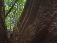 -黎坪国家森林公园