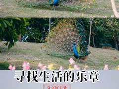 -大湾区中央湿地公园