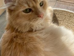 -瞄一喵猫咖(格力海岸店)