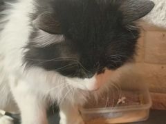 -平行世界·猫咖(首经贸店)