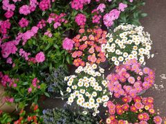 -桂林市花鸟市场