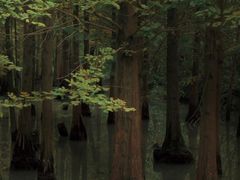 -桤木河湿地公园