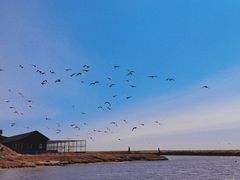 -南大港湿地风景区