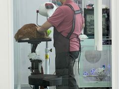 -爱洗澡的猫(望京店)
