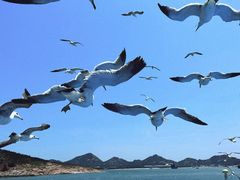 -海驴岛(荣成市)