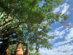 -中国科学院西双版纳热带植物园