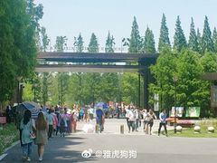 -黄海国家森林公园