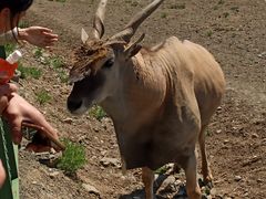 -新疆天山野生动物园