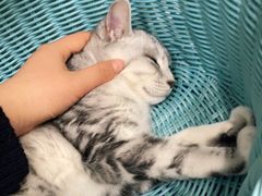 -纳吉亚猫专科动物医院·北北分院