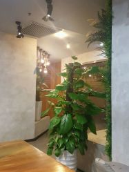 -V-STAR威斯达•高级私人定制
