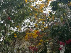 -西双版纳融创皇冠假日度假酒店