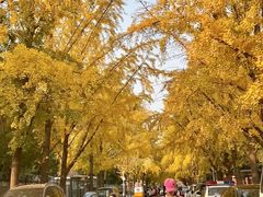 -三里屯东五街银杏大道