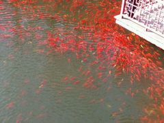 android_upload_pic-横山寺