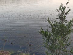 -丁香湖公园