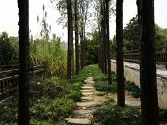 -郑东新区湿地公园