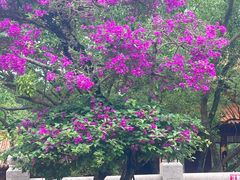 -深圳仙湖植物园