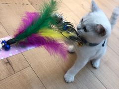 -袖虎宠物(岭南新世界店)