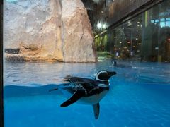 -帝企鹅自助餐厅•儿童岛•真企鹅(长隆企鹅酒店)