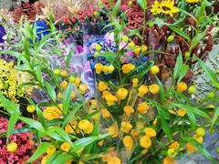 -双季花艺园艺市场(浦东店)