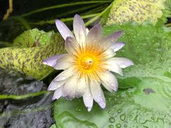 -墨尔本皇家植物园