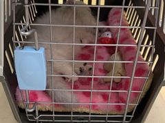 -芭比堂动物医院广州顽皮分院