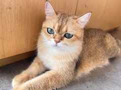 -飞行喵MR PILOT|猫舍·猫咖(静安大融城店)