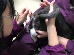 -特一安24小时宠物医院·骨科·中兽医