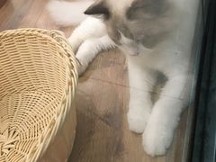 -袖虎·猫馆(体育西路店)