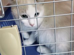 -宠颐生猫科·内科皮肤科(西平世纪城店)