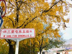 -三里屯东五街银杏大道