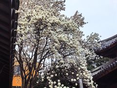-龙华寺