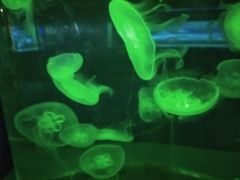 -重庆欢乐海底世界