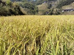 -紫鹊界梯田景区