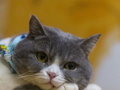 -柴迷FANS CLUB·柴犬狗咖·猫咖