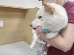 -美联众合爱康动物医院•复杂内科•肿瘤科•牙科•腔镜诊疗中心