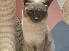 -滚猫咖啡·猫咖·猫友好撸猫(未来城店)