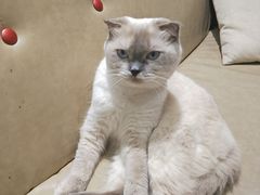 -藏猫猫咖啡主题馆(中央大道店)