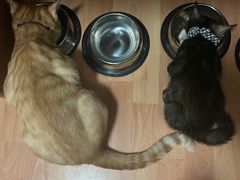 -伟伟宠物医院·瑞派猫友好医院·猫科(光谷店)