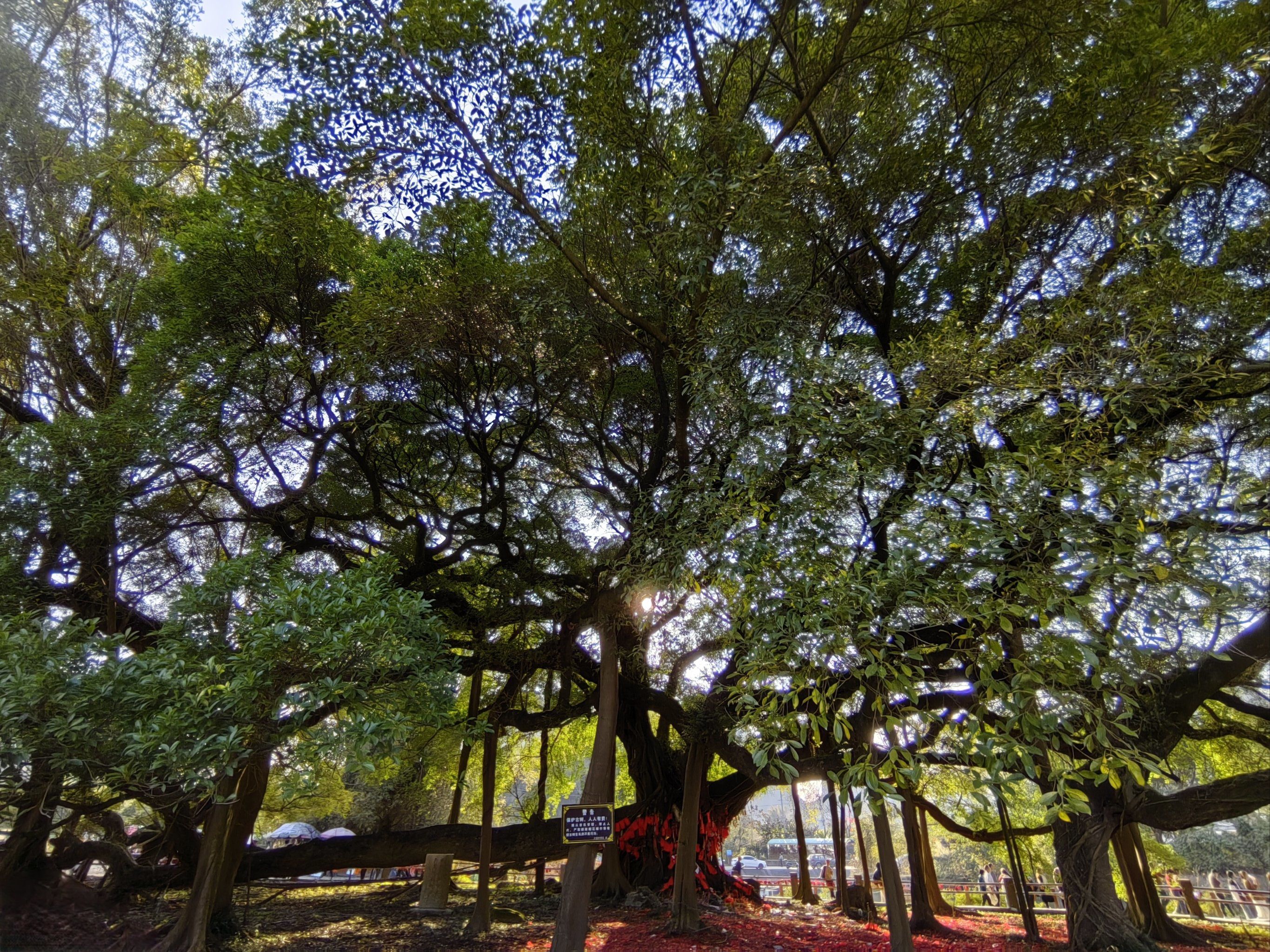 与阳朔县城同龄的大榕树,电影 《刘三姐》的取景地!