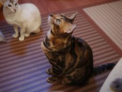 -MOCHA明星猫咖(田子坊店)