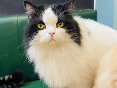-安格丽娜·狗咖·猫咖羊驼咖(春熙路百盛商场店)