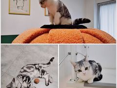 -团子家猫咪猫咖馆·柯基·柯尔鸭