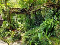 -深圳仙湖植物园